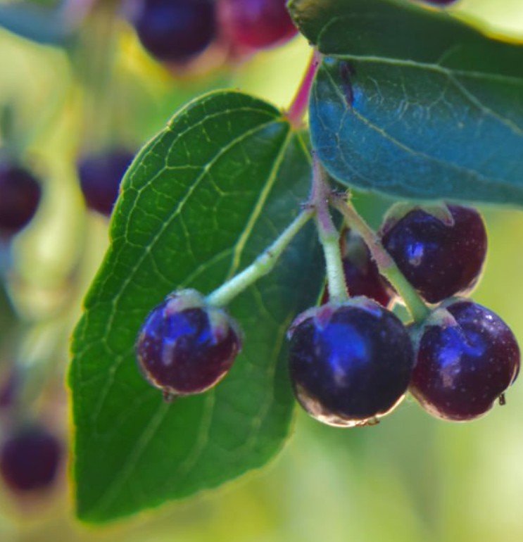 Fresh Maqui Berry fruit, the base for Purple Peel Exploit extract